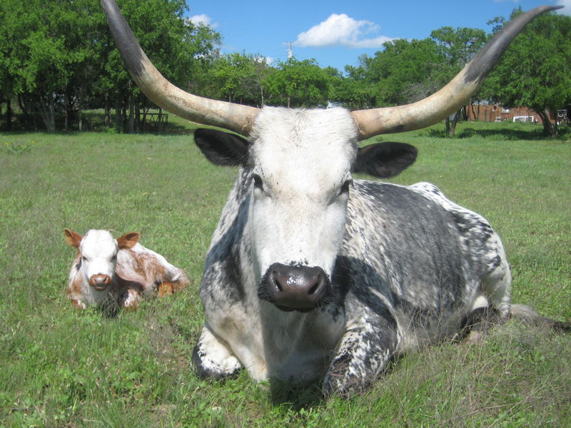 Longhorn Cows
