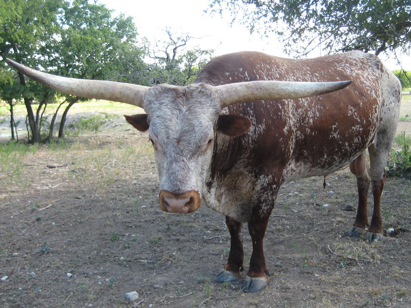 Longhorn Bull