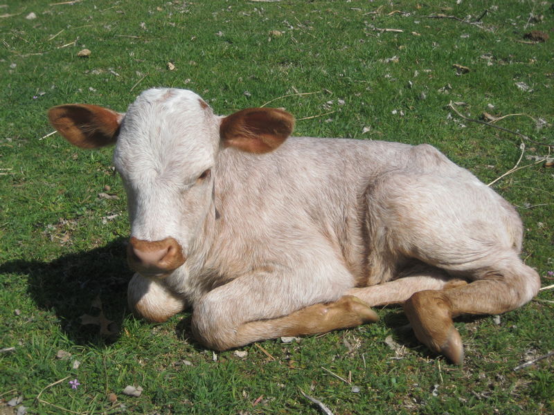 Longhorn Calf