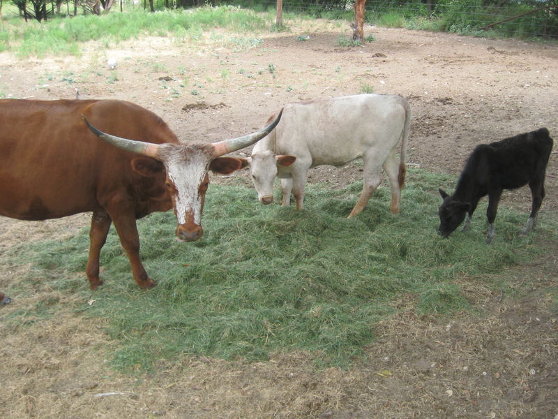 Longhorn Cows