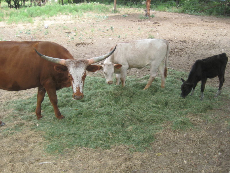 Longhorn Cows