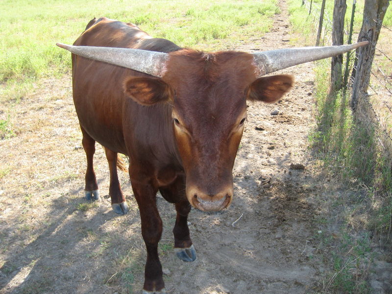 Yearling Bull