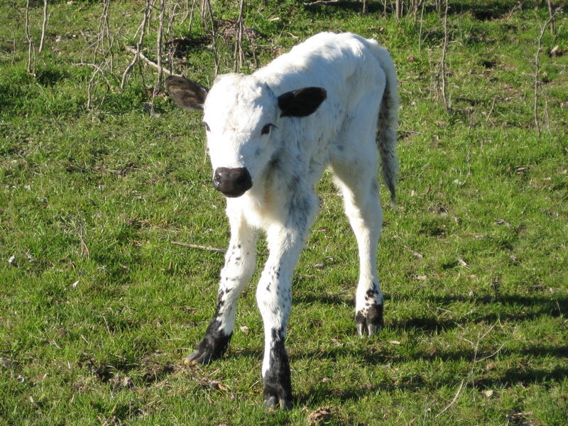 Longhorn Calf