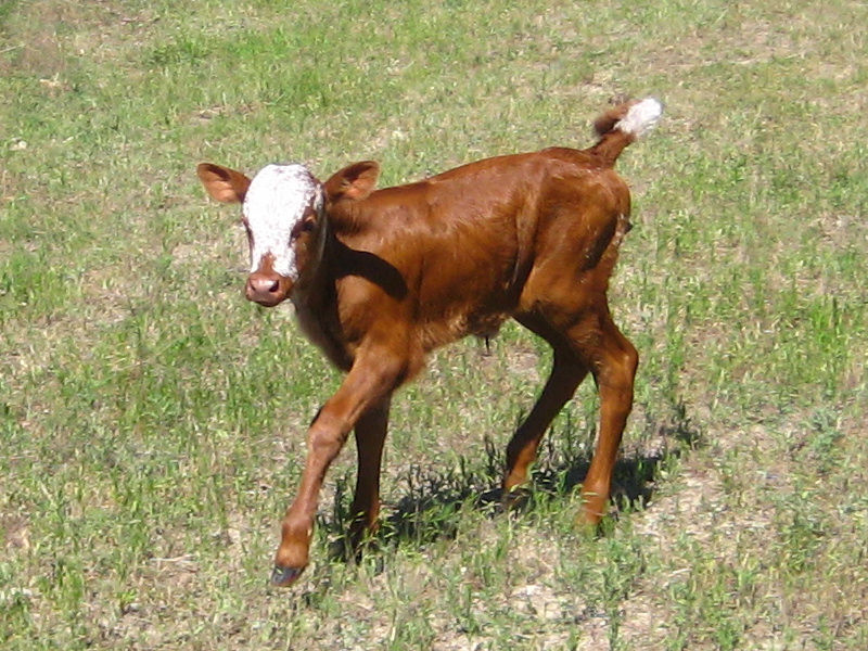 Longhorn Calf