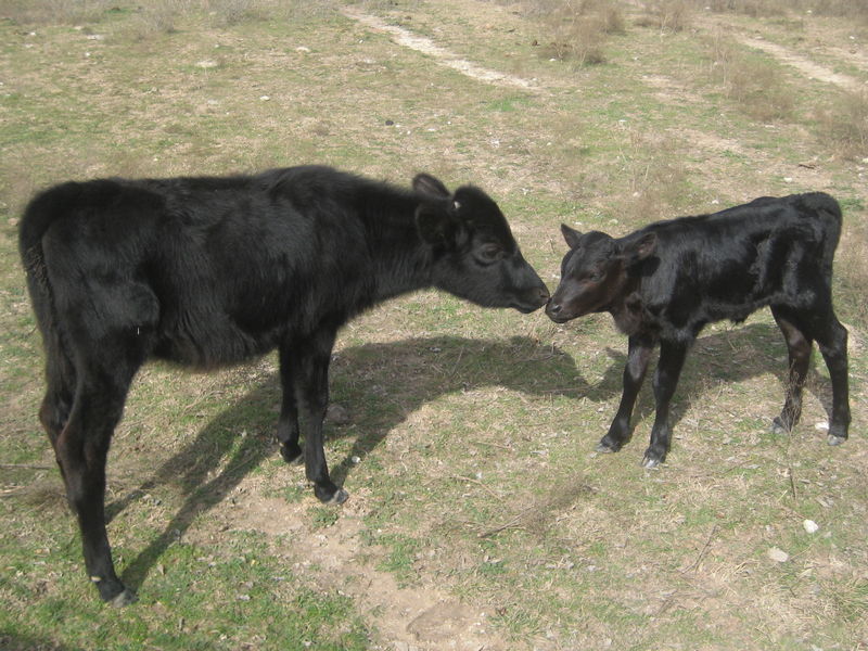 Longhorn