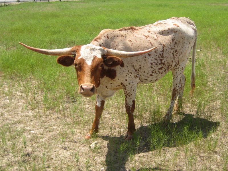 Longhorn Cow