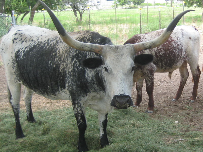 Longhorn Cows