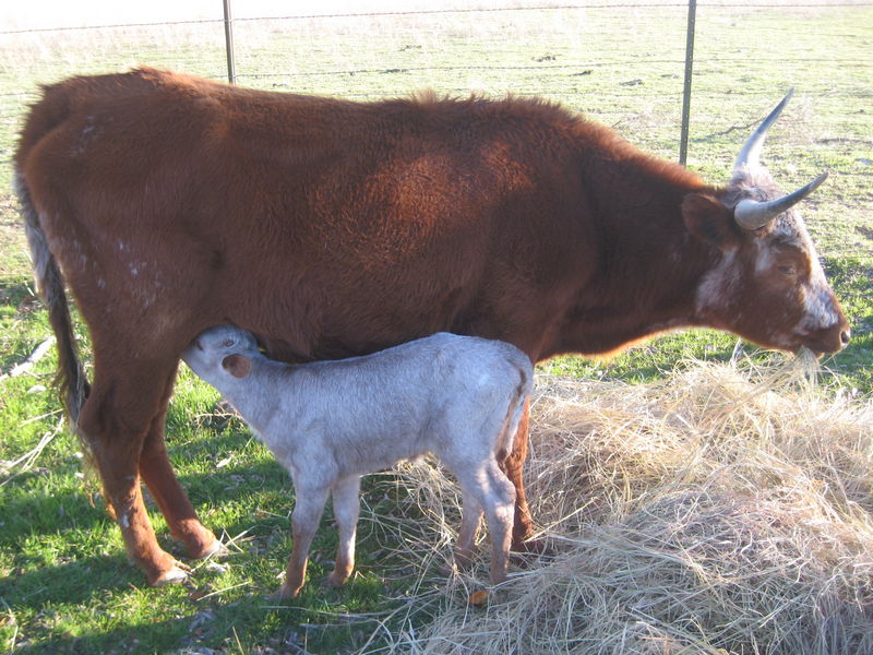 Longhorn Cows