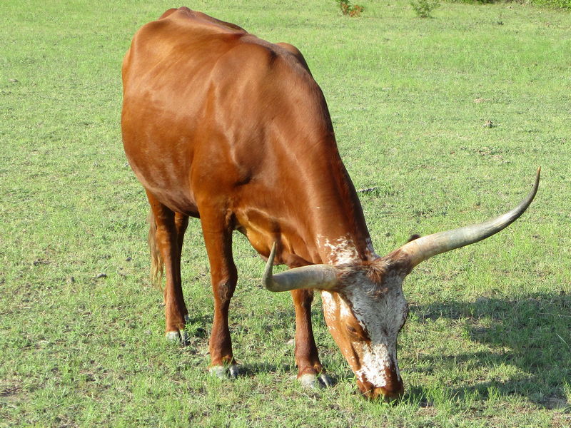 Longhorn Cow