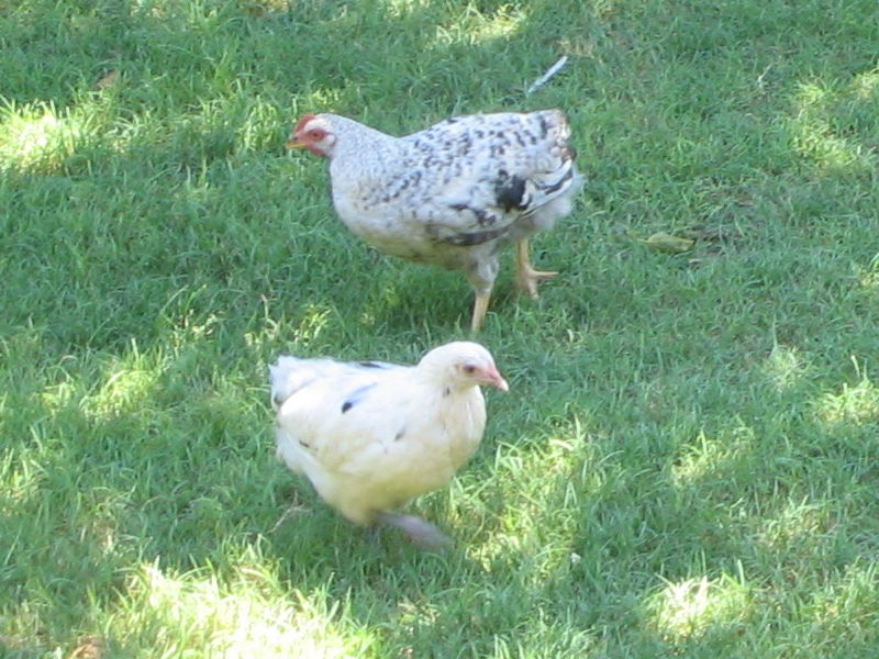 Chickens
