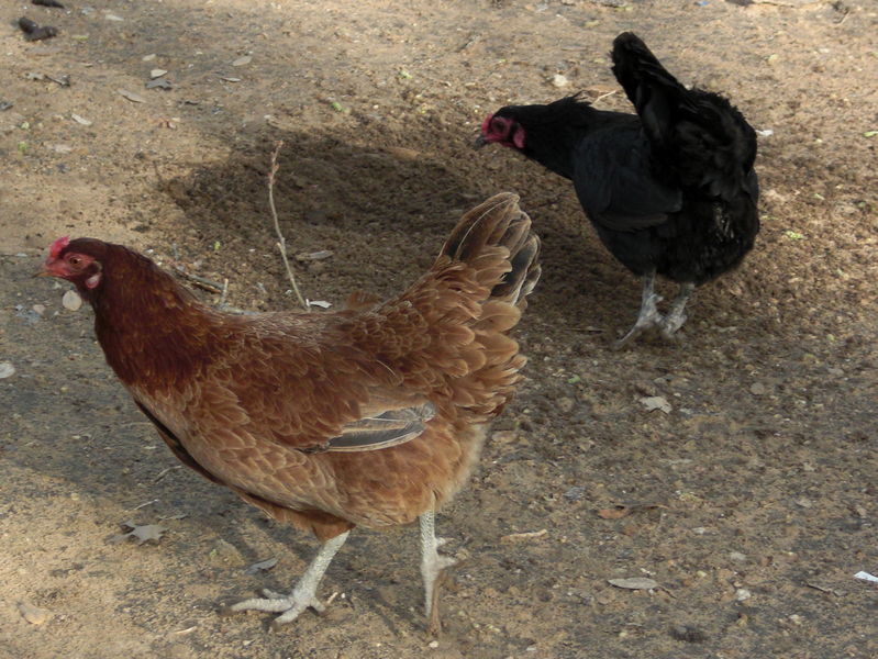 Chickens