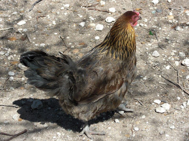 Chicken