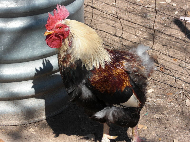 Rooster