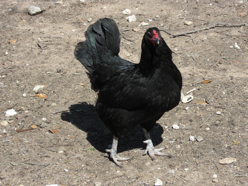 Chicken
