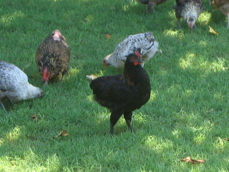Chickens