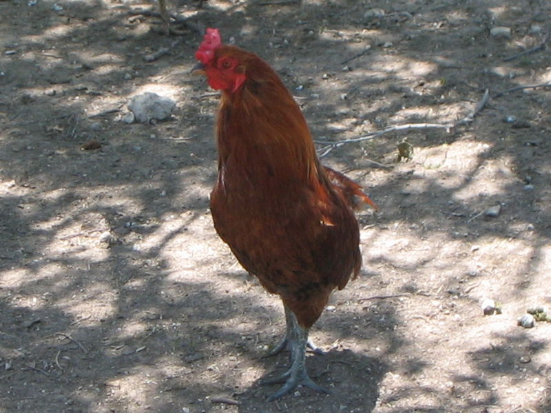 Rooster