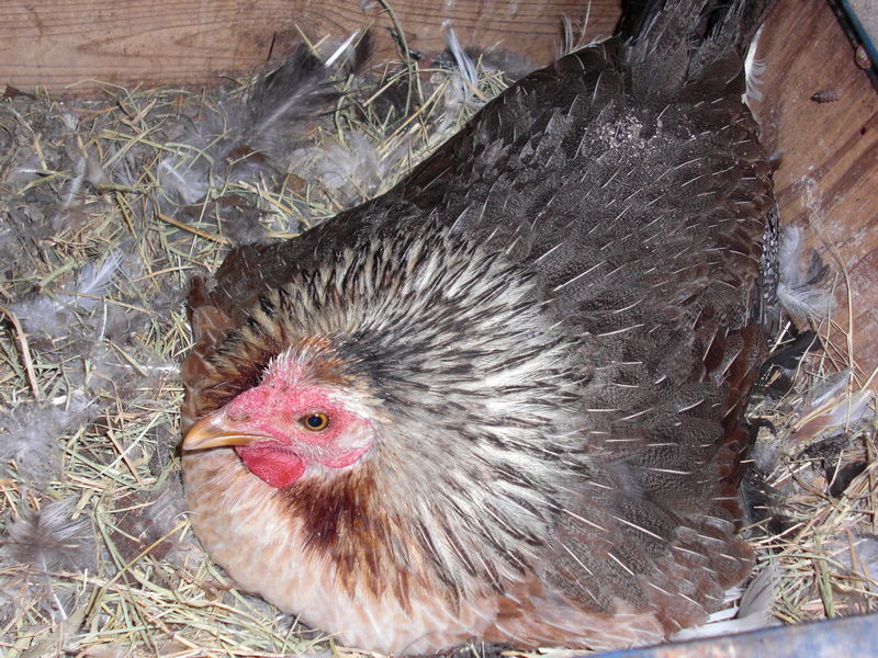 Chicken sitting on eggs