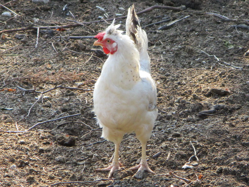 Chicken