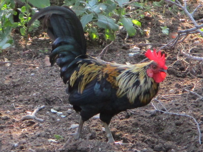 Rooster