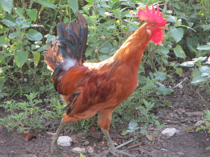 Rooster