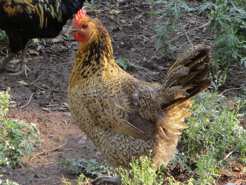 Chicken