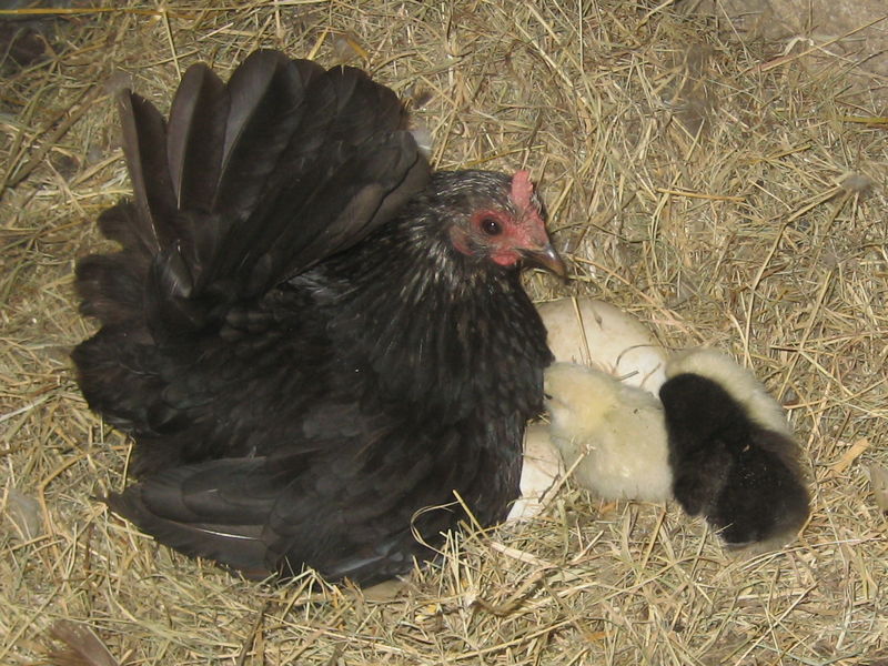 Chicken and chicks