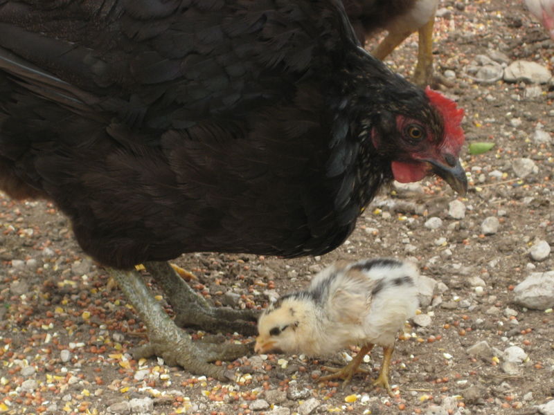Chicken with chick