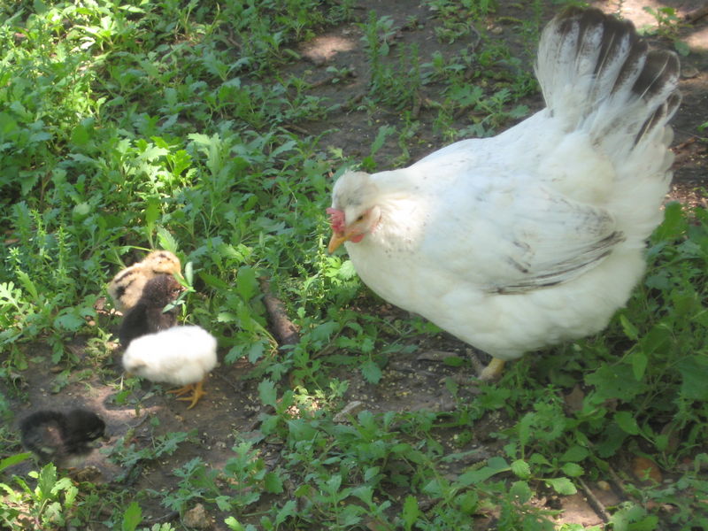 Hen with Chicks