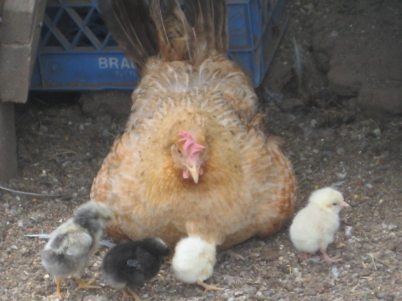 Hen with Chicks