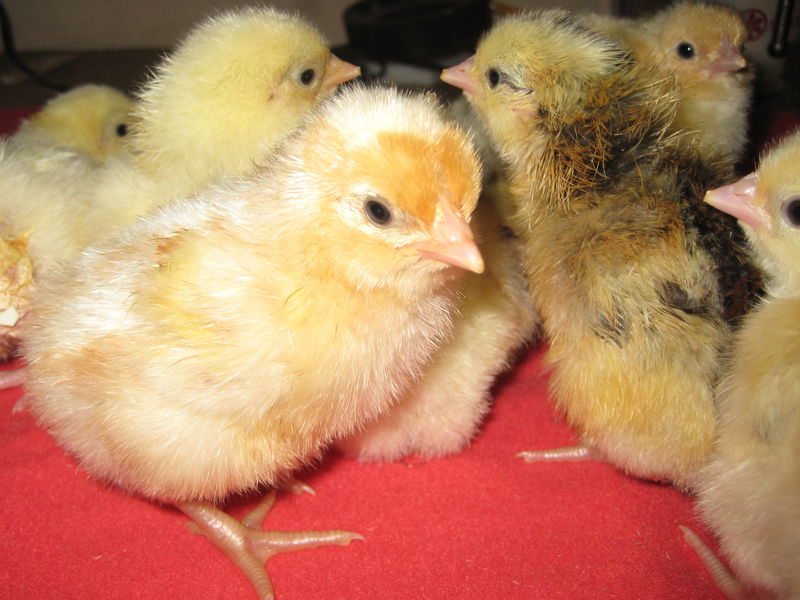 Chick