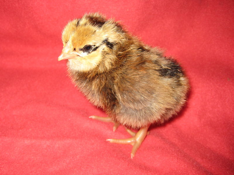 Araucana Chick