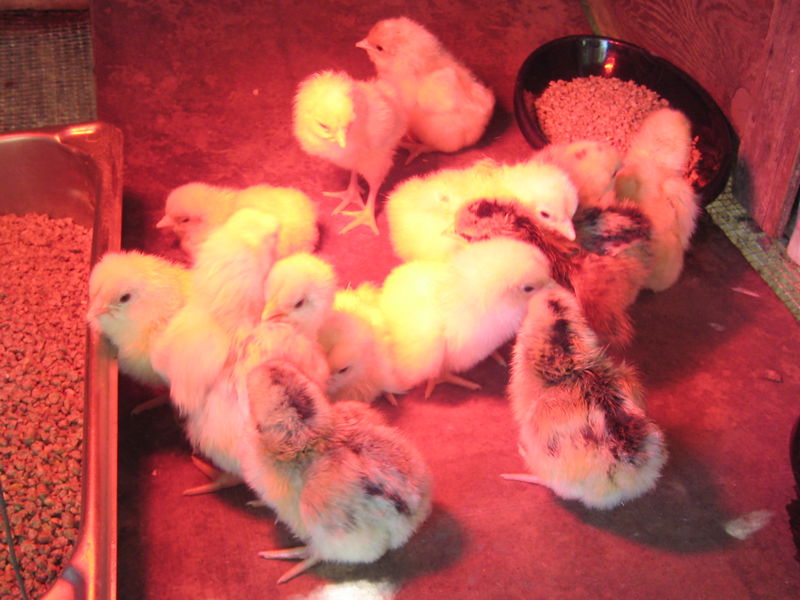 Chicks