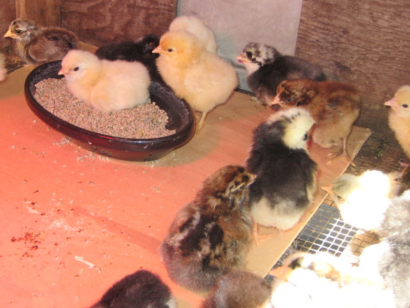 Chicks