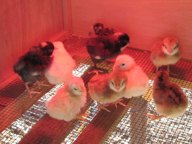 Chicks