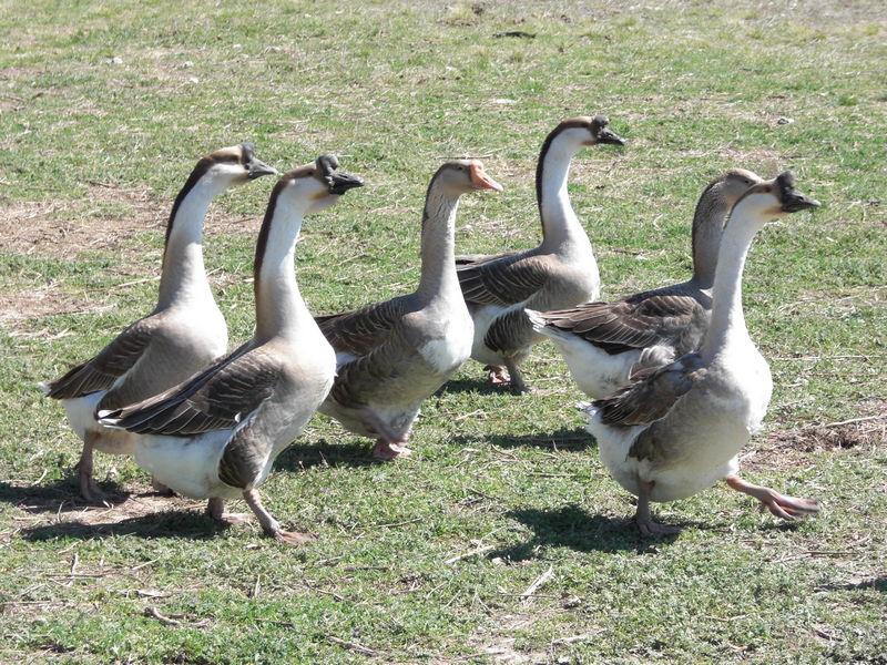 Geese