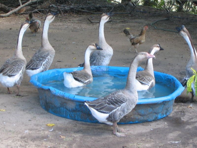 Geese