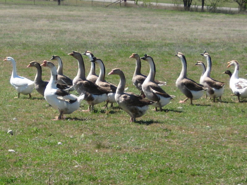 Geese