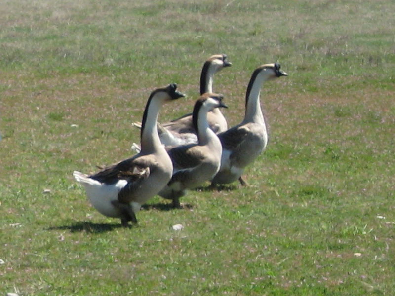 Geese