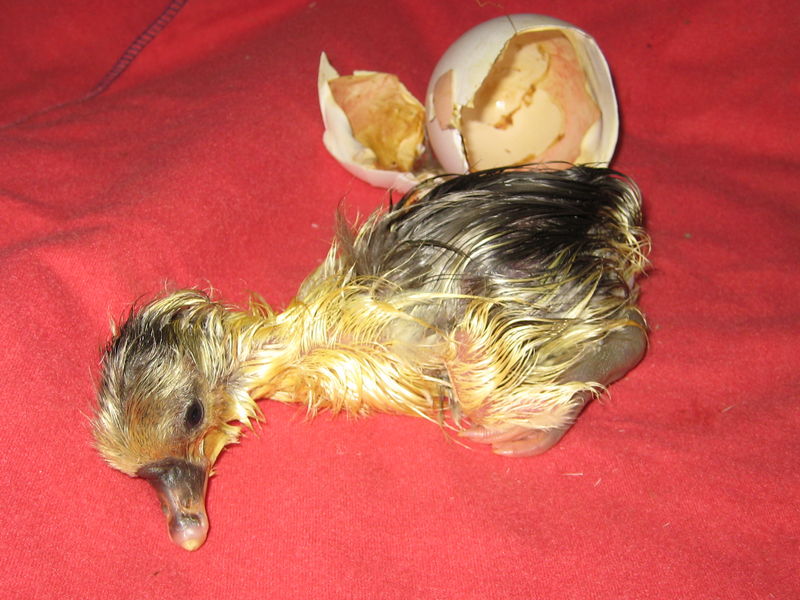 Gosling