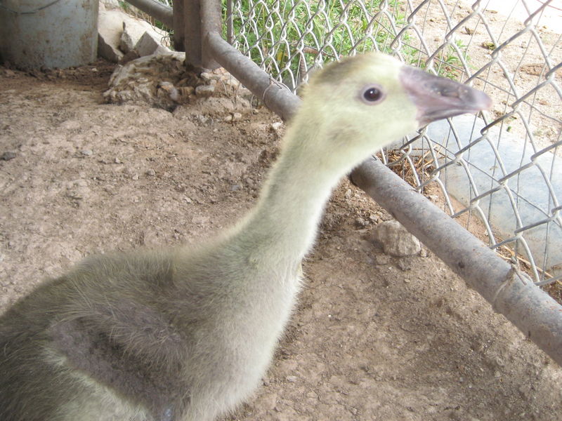 Gosling