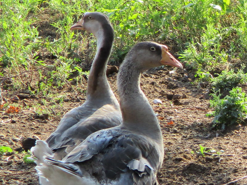 Geese