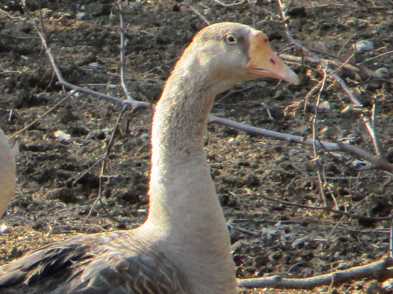 Goose