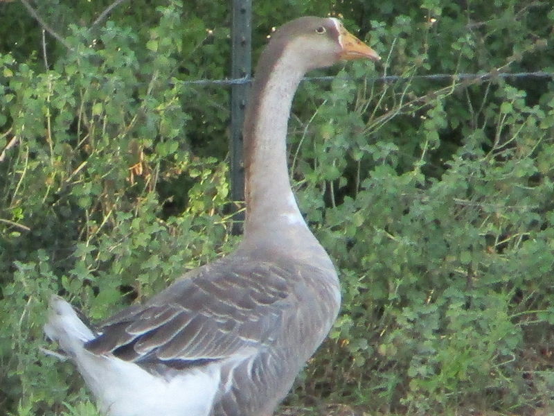 Goose