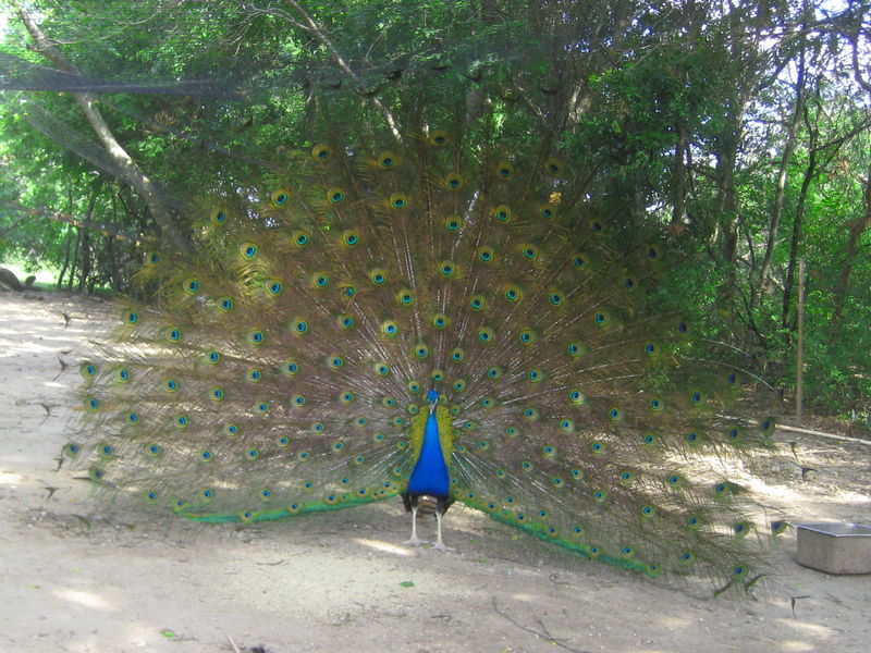 Peacock