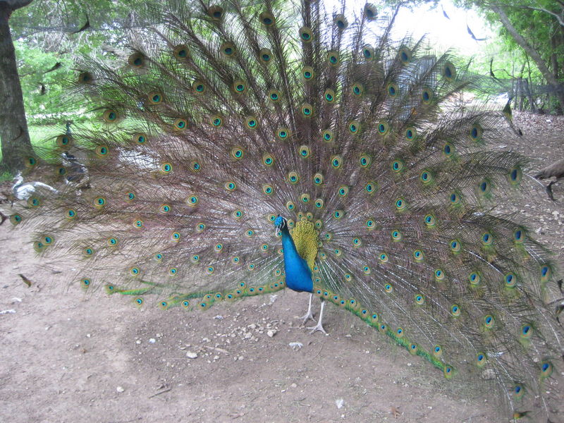 Peacock