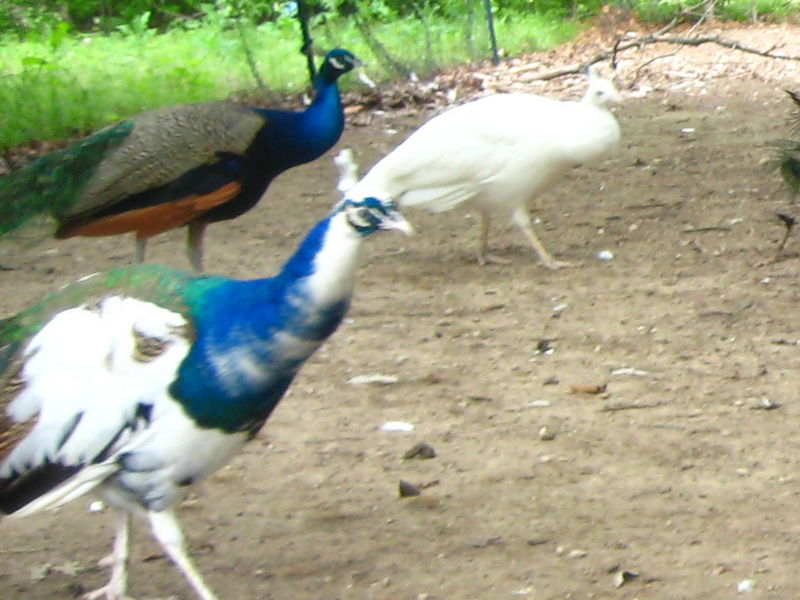 Peacock