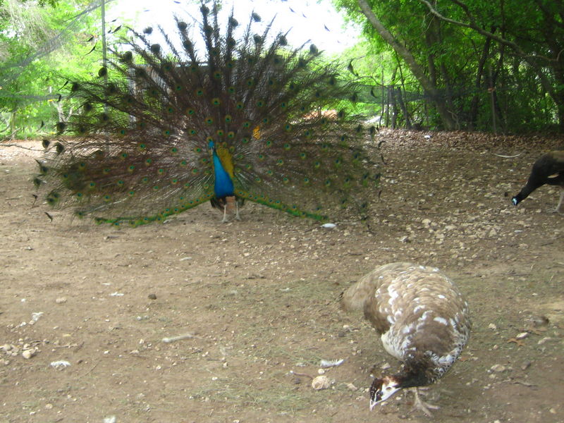 Peacock