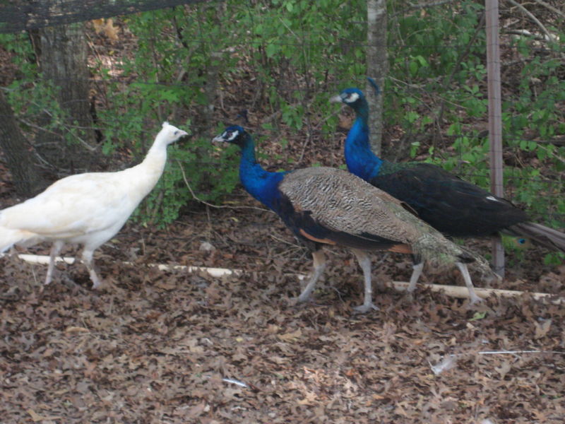 Peacock