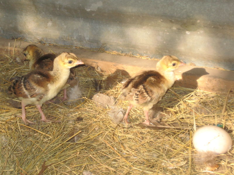 Peachicks