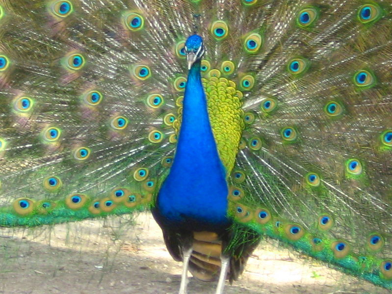 Peacock